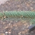 Leaf Blade