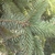 Leaf Blade