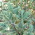 Form