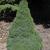 Picea glauca