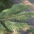 Leaf Blade