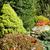 Picea glauca 'Conica'