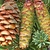 Pine Cone