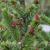 Picea omorika