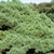 Form