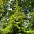 Picea orientalis 'Skylands'
