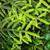 Picea orientalis 'Skylands'