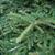 Picea orientalis