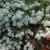 Picea Pungens "Compacta"