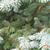 Picea Pungens "Fat Albert"