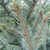 Foliage