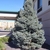 Conical conifer with up-swept branches & glaucous needles.