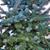 Picea pungens 'Mission Blue'