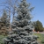 Conical conifer with spreading branches & glaucous needles.