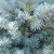 Glaucous blue needles growing from the stem in all directions