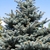 Conical conifer with spreading branches & glaucous needles.