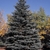 Conical conifer with spreading branches & glaucous needles.