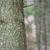 Bark