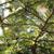 Branch