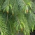 Form
