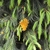 Form
