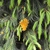 Form