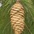 Brown Cone