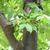 Leaves an bark
