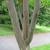 Bark