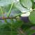Stem