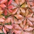 Pieris japonica