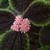 Form