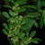 Form/Leaves