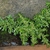 Form