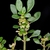 Flower and Leaves