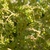 Stem and Leaves