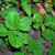Pilea nummulariifolia