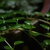 Stem and Leaves