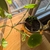 Pilea plant growing long and leggy with bare stem