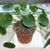 Potted plant with circular leaves