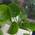 Potted plant with circular leaves