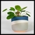 Potted houseplant with round, peltate leaves.