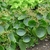 Ground cover with circular leaves and tiny green flowers.
