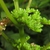Form