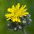 Pilosella caespitosa subsp. caespitosa