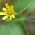 Pilosella paniculata - Hieracium paniculatum