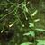 Pilosella paniculata - Hieracium paniculatum