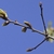 The catkins look like dangling bead like strings