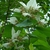 Leafy shoot with terminal inflorescence & white bracteate sepals