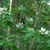 Shrub with some branches bearing white bract-like structures